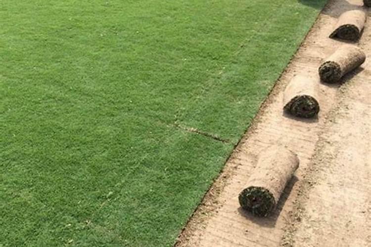 冷季型草坪如何施肥,冷季型草坪施肥技术要点