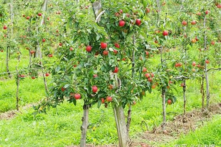 种植蔬菜用什么肥料 自己种菜用什么肥料