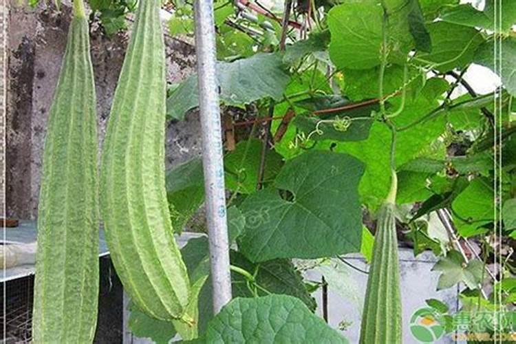 朝天椒高产栽培技术