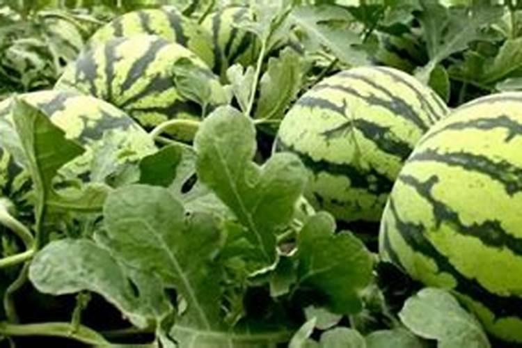 西瓜防裂果配方