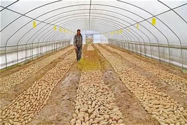 玉米喷叶面肥有用吗