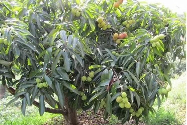 荔枝开花期施什么肥