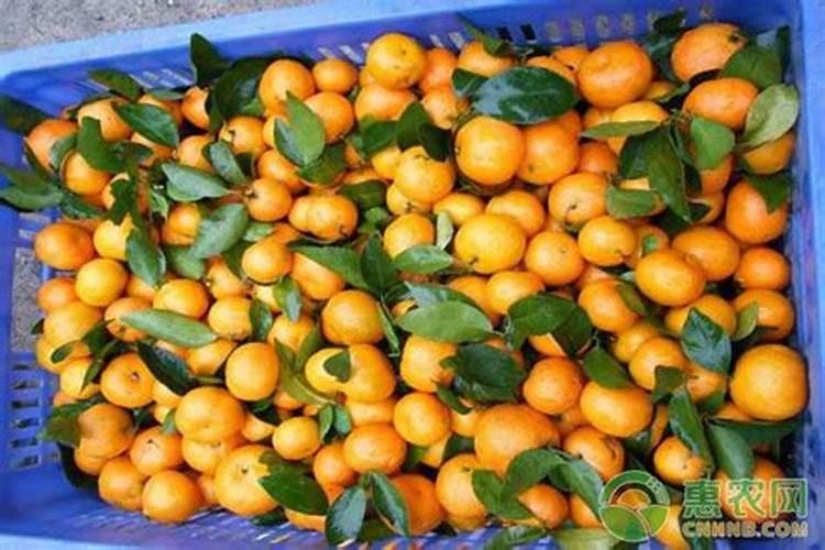 种沙糖桔施什么肥