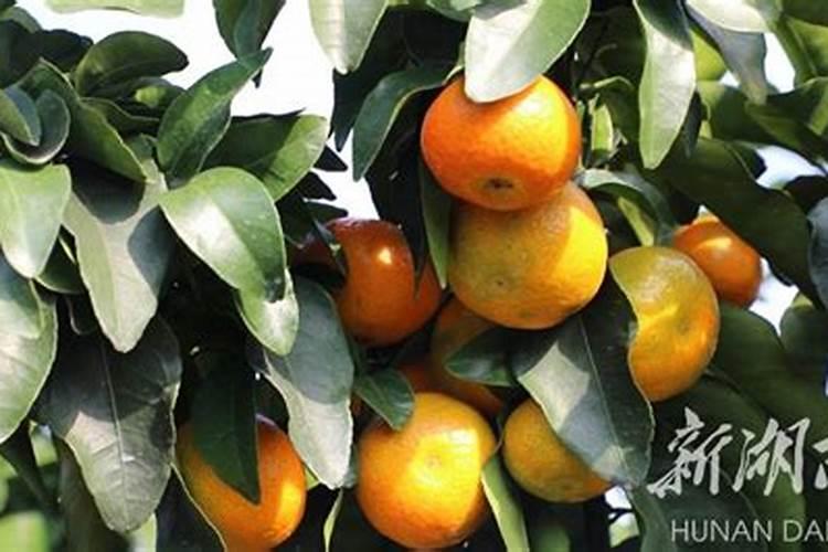 大豆幼苗期喷什么叶面肥抗高温效果好