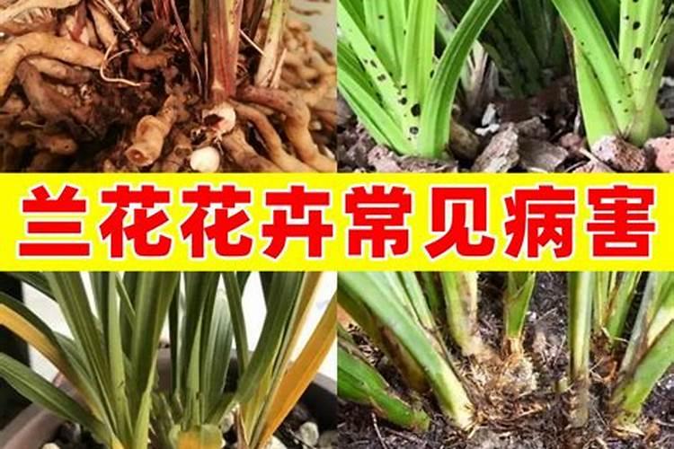 农村种葫芦瓜的话,需要注意哪些？