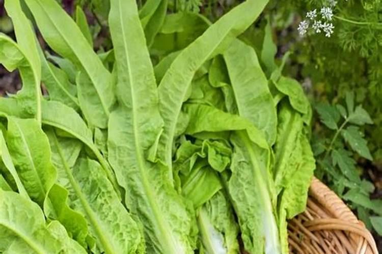 棉花枯萎病发病的原因是啥？