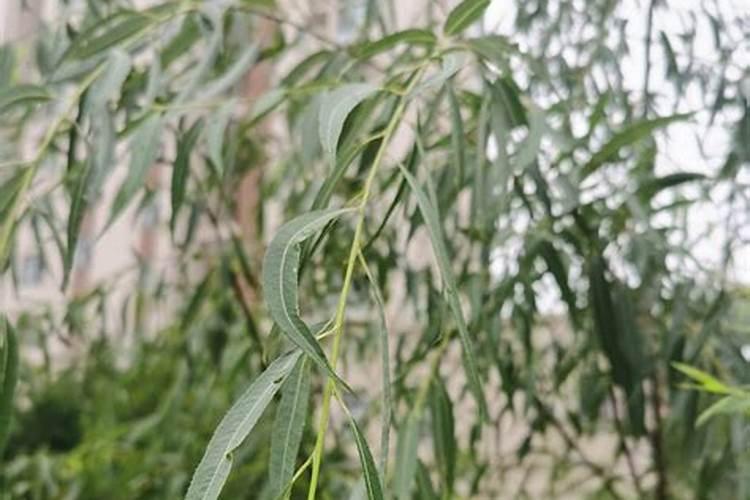 什么花不能浇水脑筋急转弯的答案