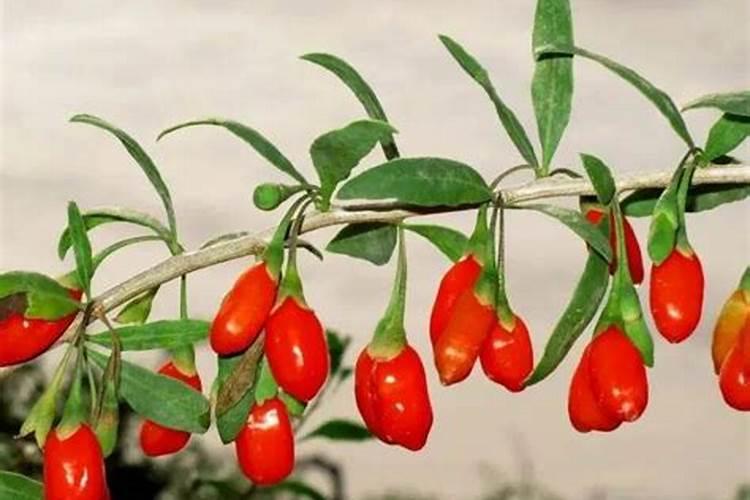 玉米生长过程图片