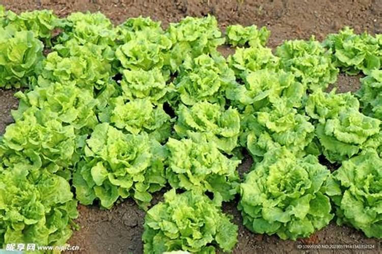 打了芸苔素的植物能不能提前早熟