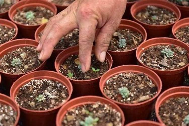 磷肥怎样使用才是正确