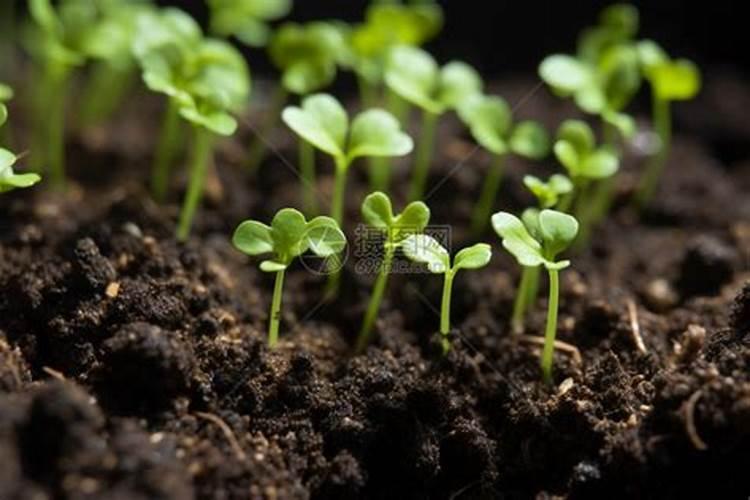 用来给作物补钙的钙肥,价位越高越好吗？