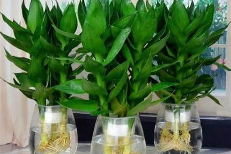 莲雾用什么药可以催花