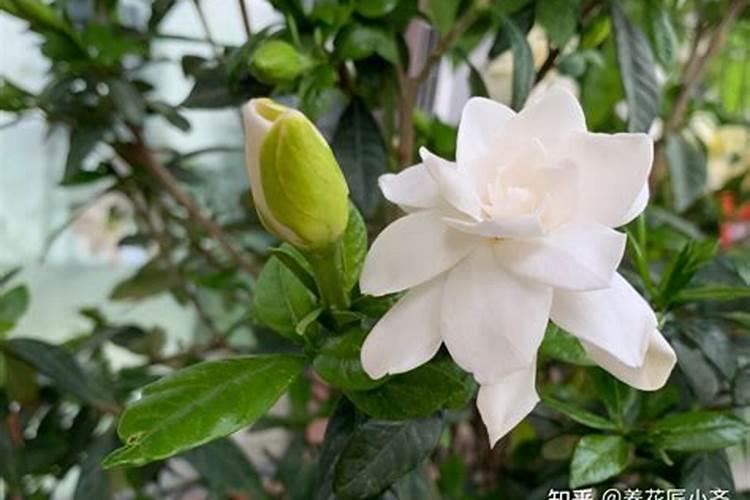 栀子花多久施肥一次 栀子花多久施肥一次介绍