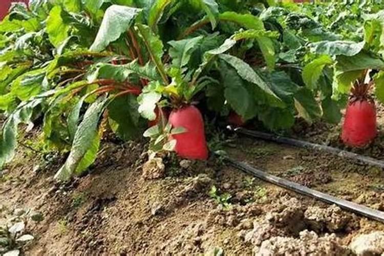 西瓜增甜喷什么叶面肥效果好