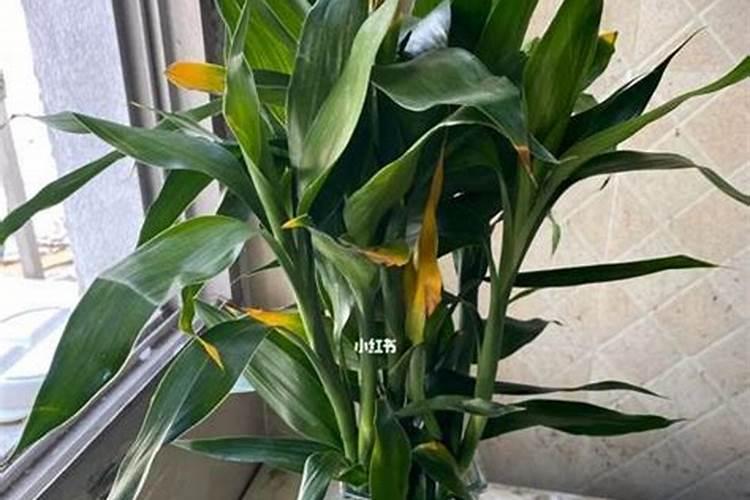 麻山药的种植与管理