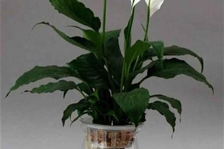 油菜饼做肥料怎么用比较好