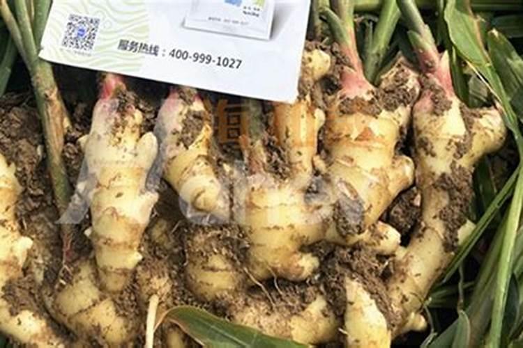 火龙果的水肥管理,有哪些要注意的？