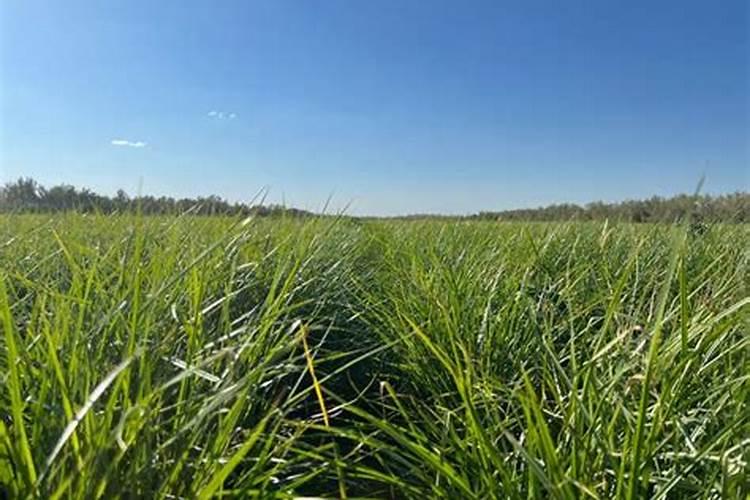 硼肥在杨梅膨果时期能