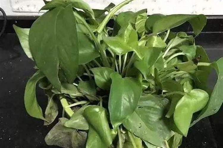 绿萝叶子发黄是什么原因？该怎么办？