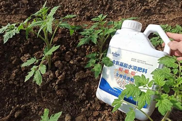 西瓜苗施加哪种叶面肥效果佳