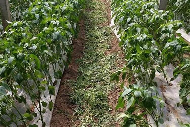 新疆矿源黄腐酸钾哪个厂家的品牌好