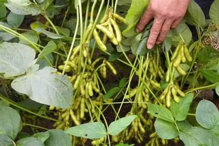 如何给小麦施钾肥？