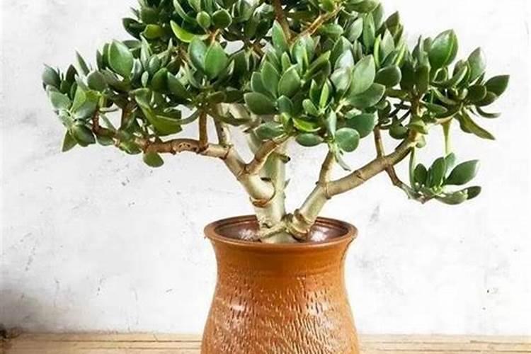 红河软甲多少钱一包 红河软甲香烟价格