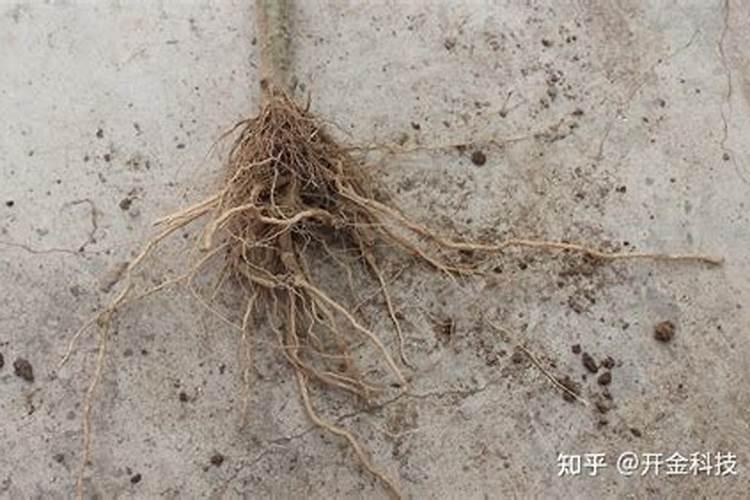 促生根的最佳肥料