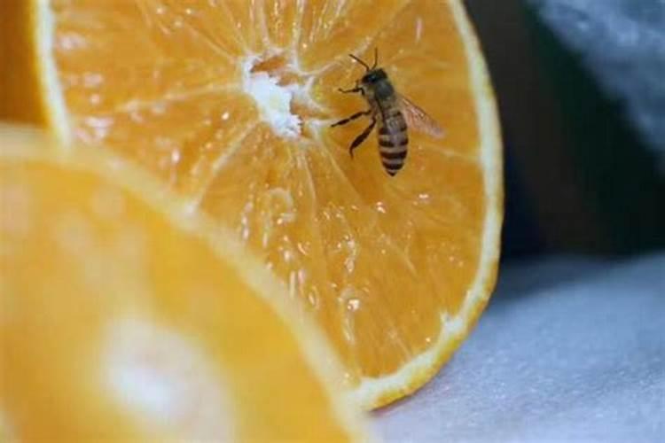 陕西樱桃成熟季节 陕西樱桃几月份熟