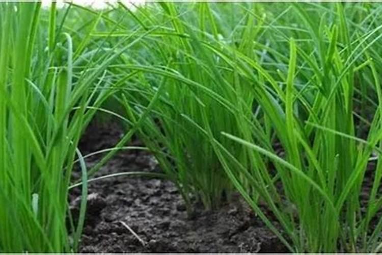 平安树施什么肥料好,氮磷钾肥促进生长(春秋两季施肥)