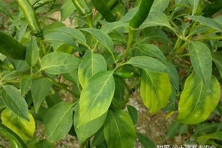 辣椒这两种分别是什么病害？