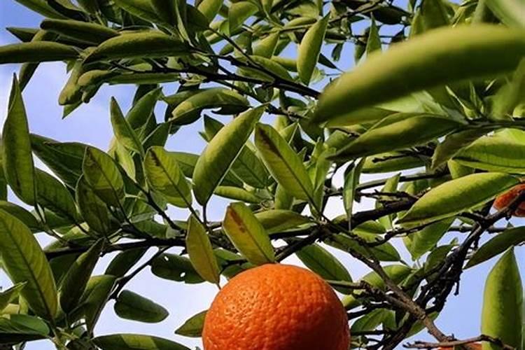 吊兰夏季做好4点安全度夏 夏天的吊兰应该怎么养护