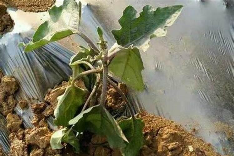 茄子最忌三种肥料