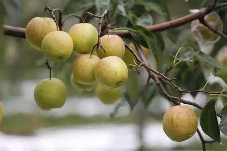 梨树花前花后喷什么农药？