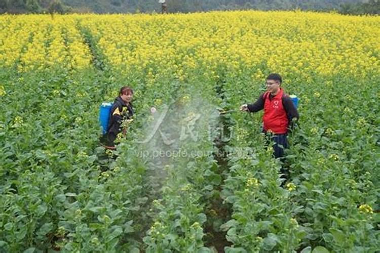 云天化水溶肥价格表