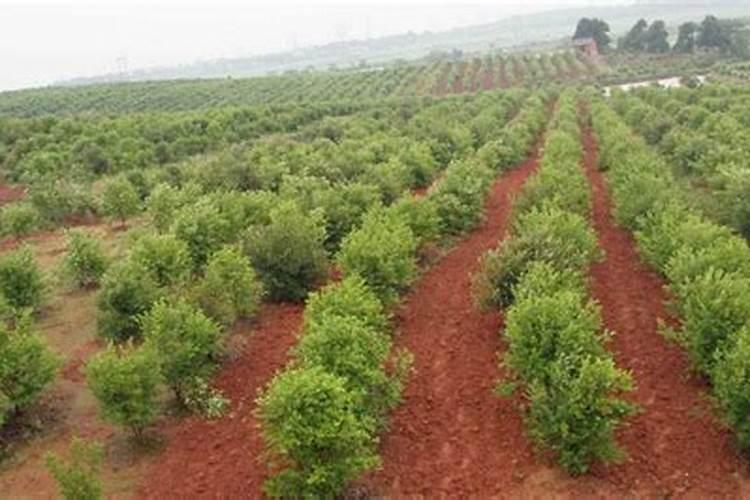 史丹利25公斤6一I2一42TE水溶肥在苹果树🍎灌施怎么使用