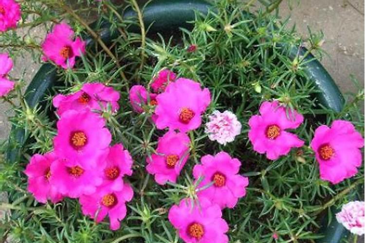 太阳花怎么养护延长花期