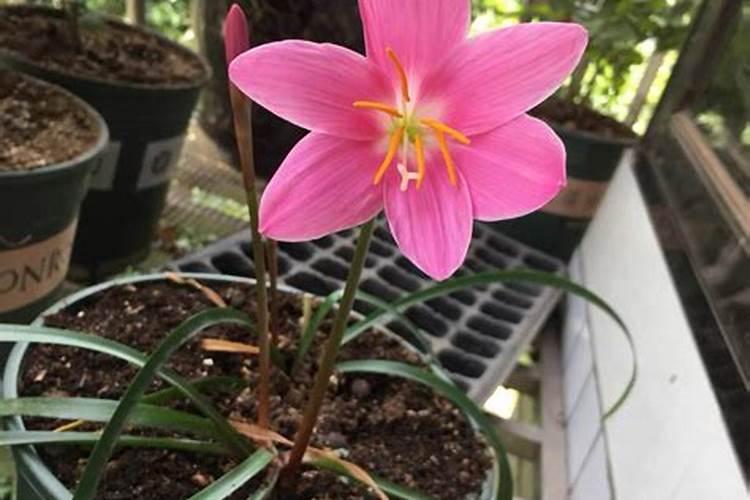 太阳花浇水的正确方法