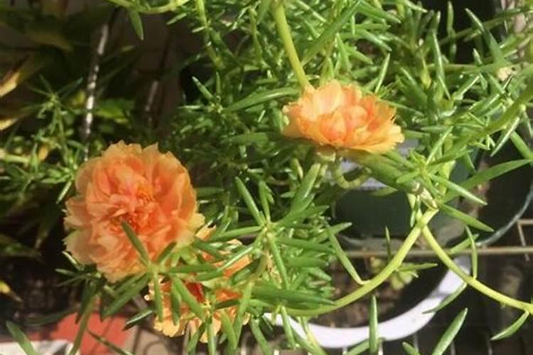 太阳花扦插后多久可以施肥