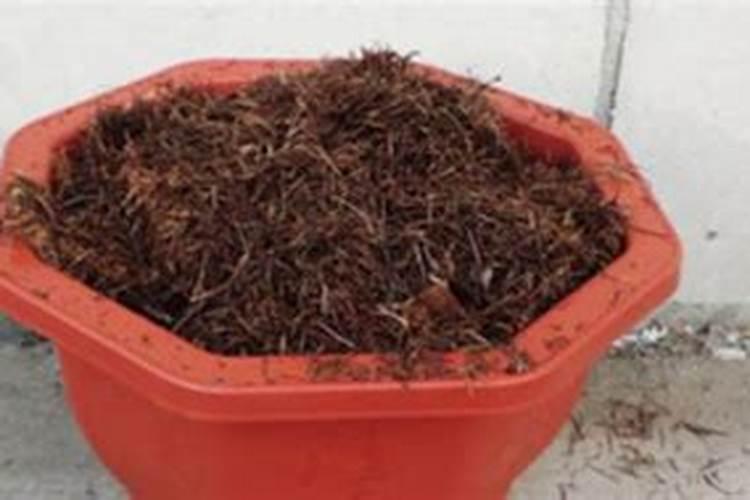 迷你月季花的养殖方法