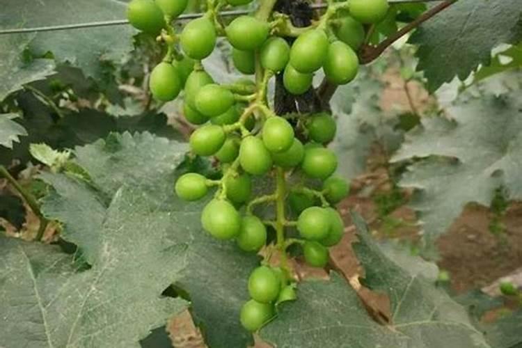 让妮娜皇后容易上色的保果方法是什么