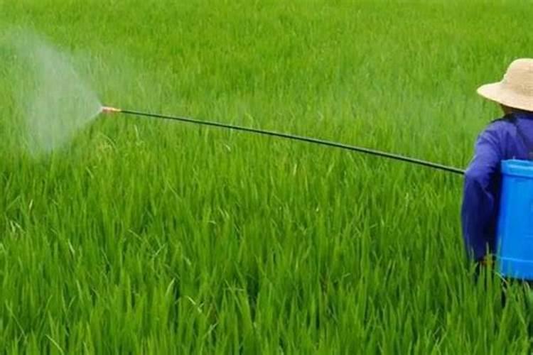 水稻施肥后几天能打除草剂