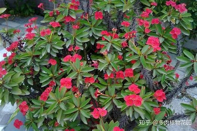 刺梅怎么施肥施多少