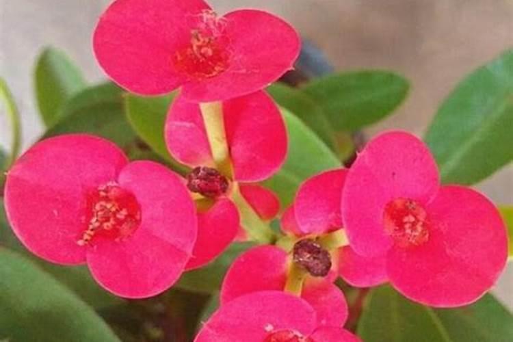 虎刺梅为啥只长叶不开花,虎刺梅开花需要施什么肥