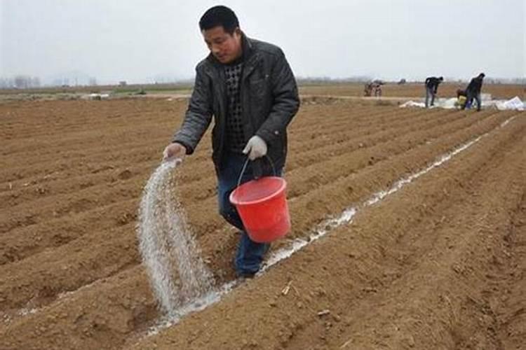 种植芋头需要用什么肥料最好