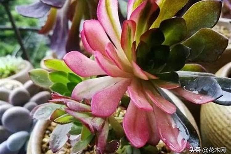 草莓膨果期用什么肥