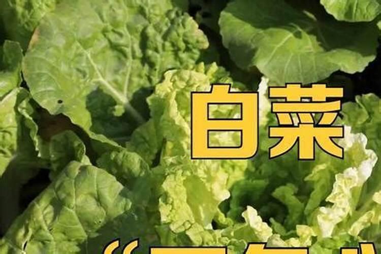 什么时候是种植天竺葵的最佳时间？