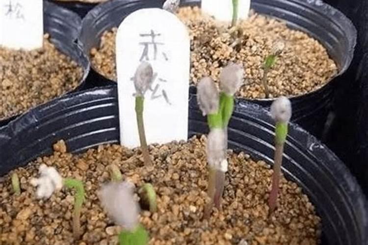 春季花卉什么时候施肥