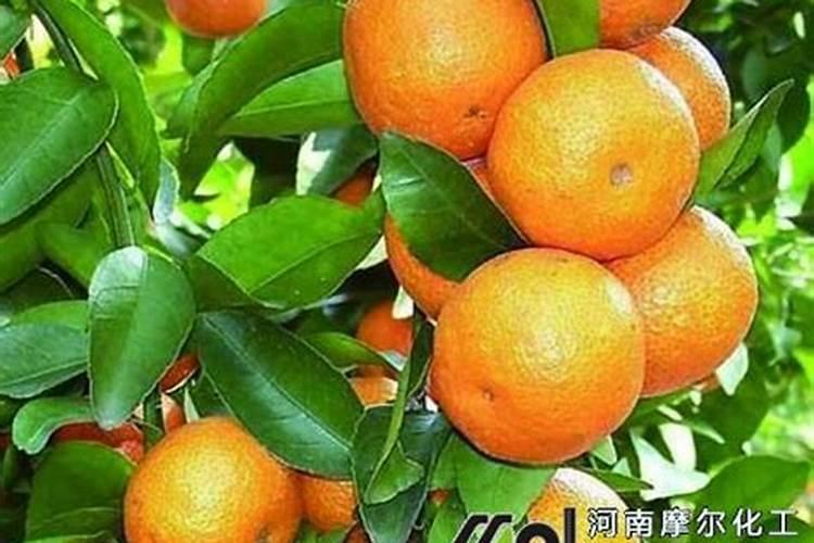 沙糖桔施肥时间和用肥方法