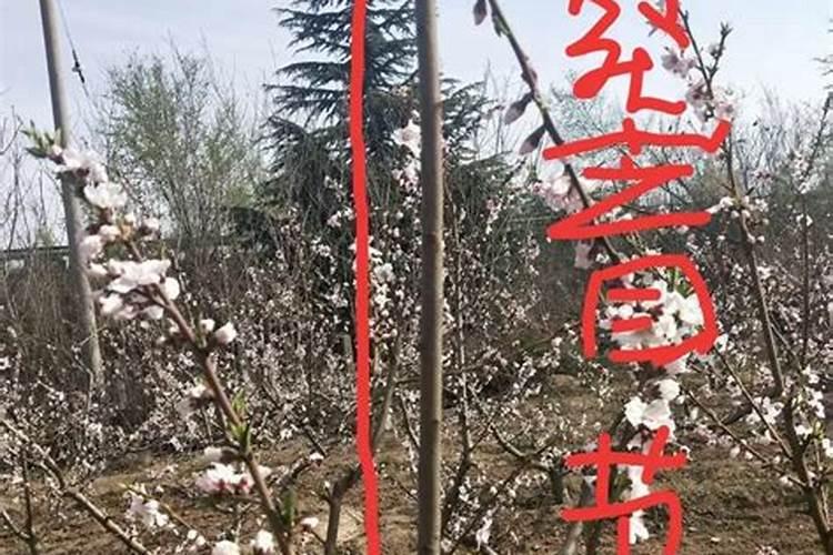 荔枝梢期可以喷氨基酸叶面肥吗